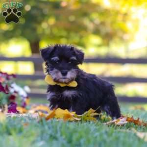 Trevor, Miniature Schnauzer Puppy